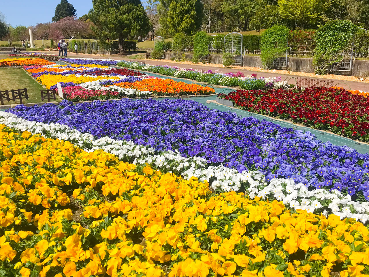 春日井市 色とりどりの花が美しい都市緑化植物園 4月29日から 緑と花のフェスティバル が開催されます 号外net 春日井市