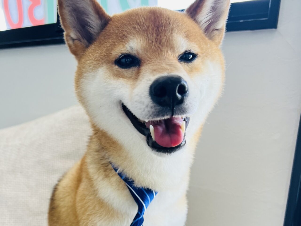 ドッグ３