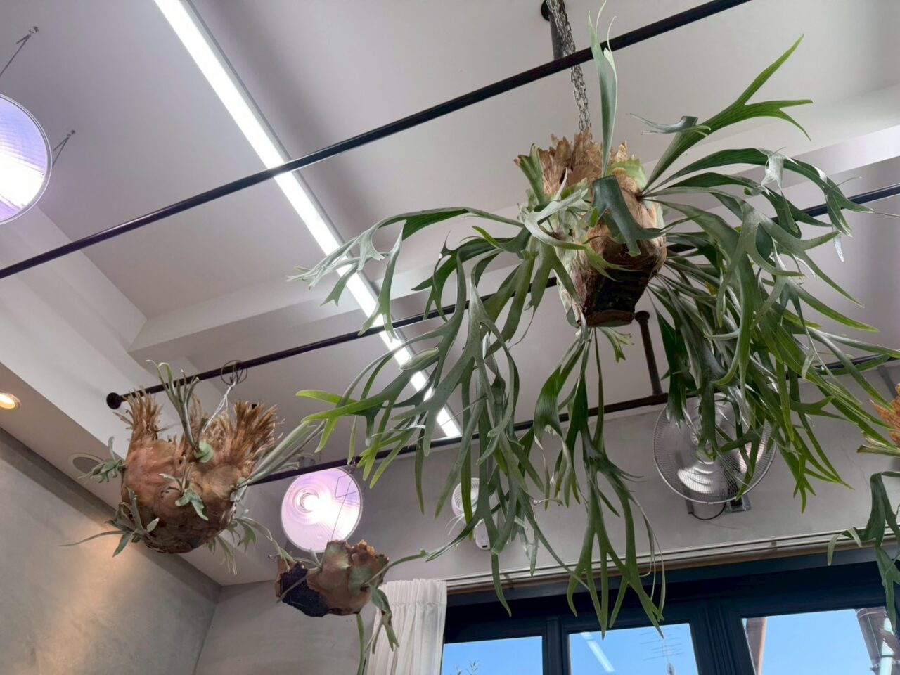 レガロキャンペーンー３