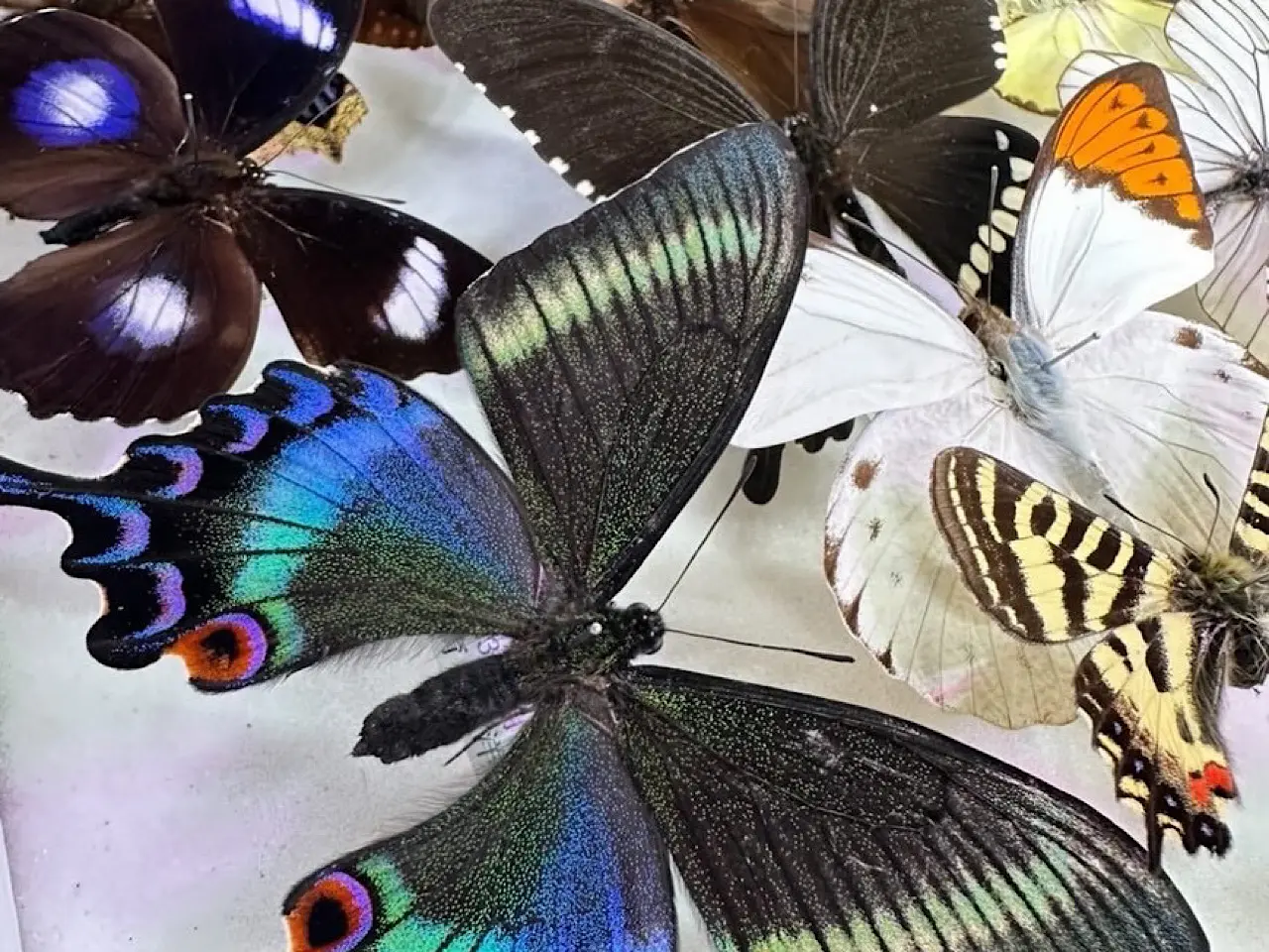 マダエキゾチックー２