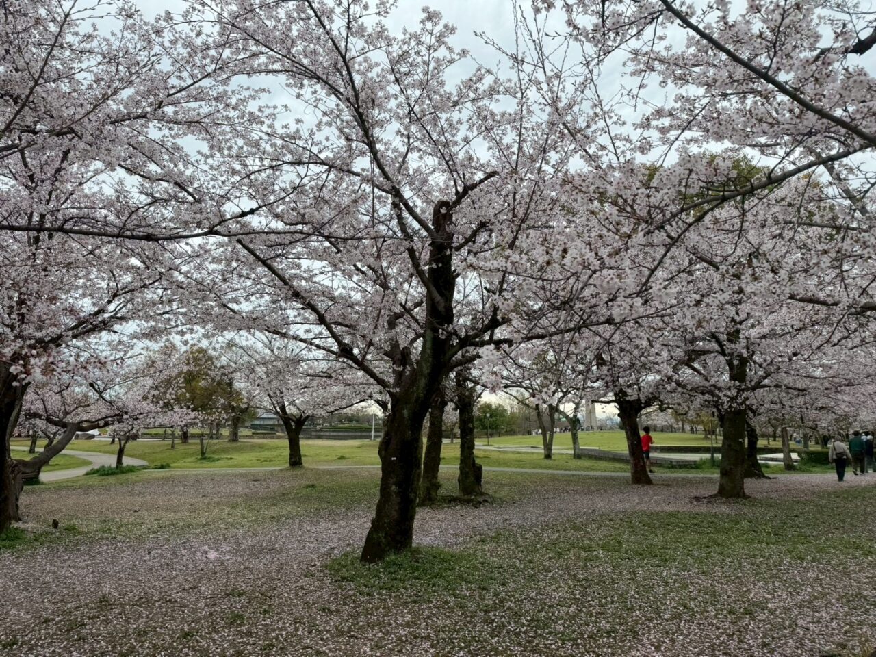 落合公園桜ー1