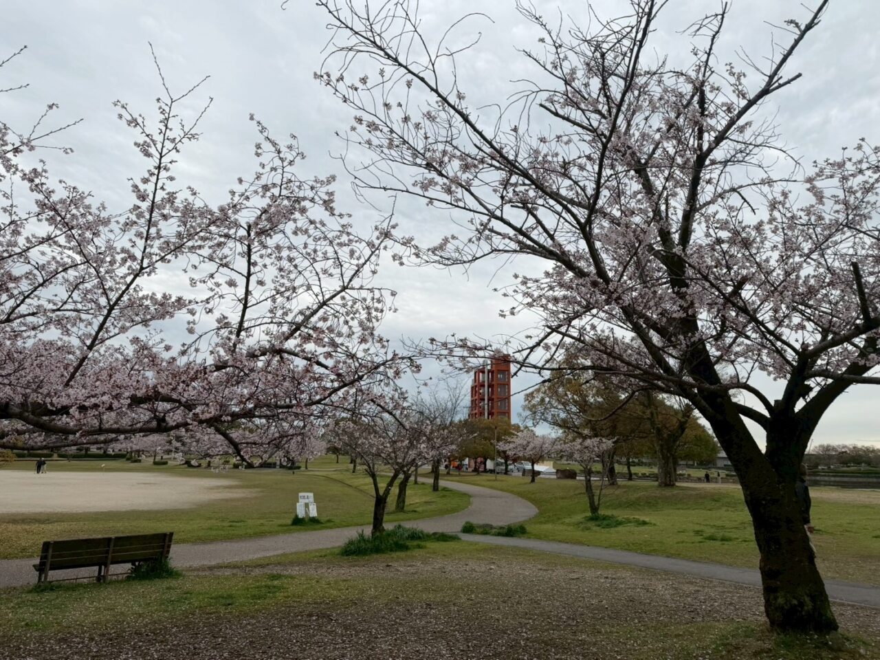 落合公園桜ー2