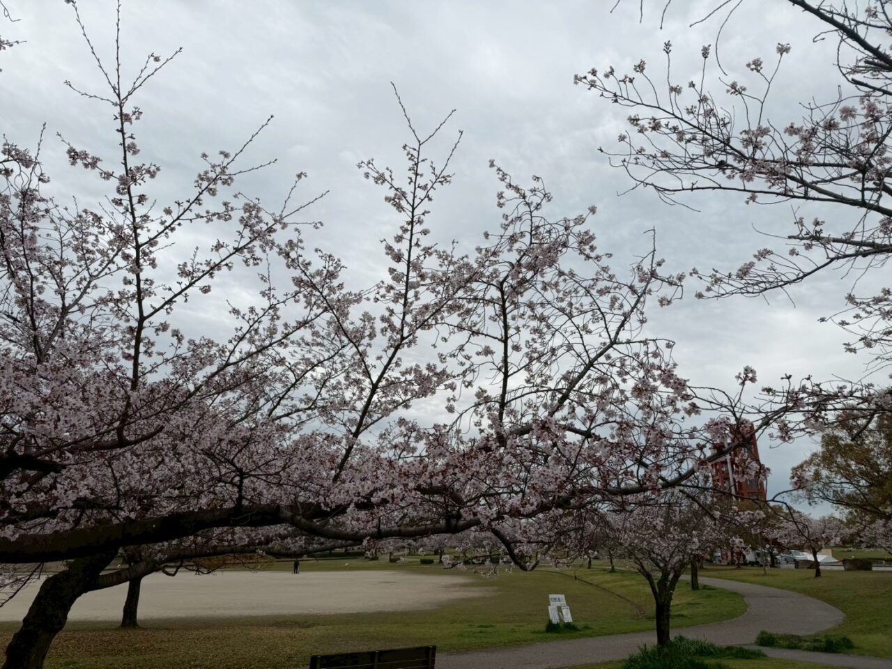 落合公園桜ー3