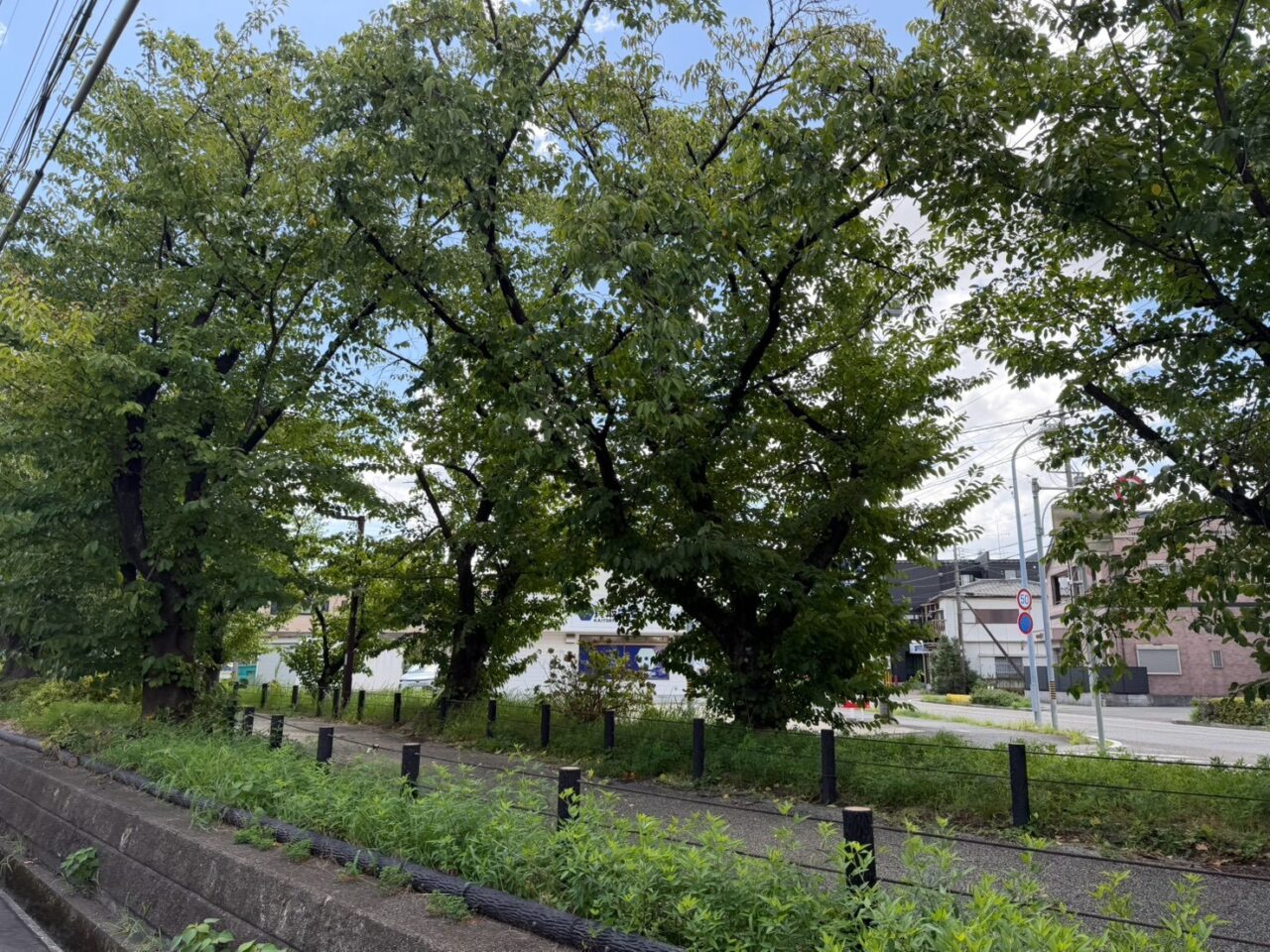 水道道8月ー２