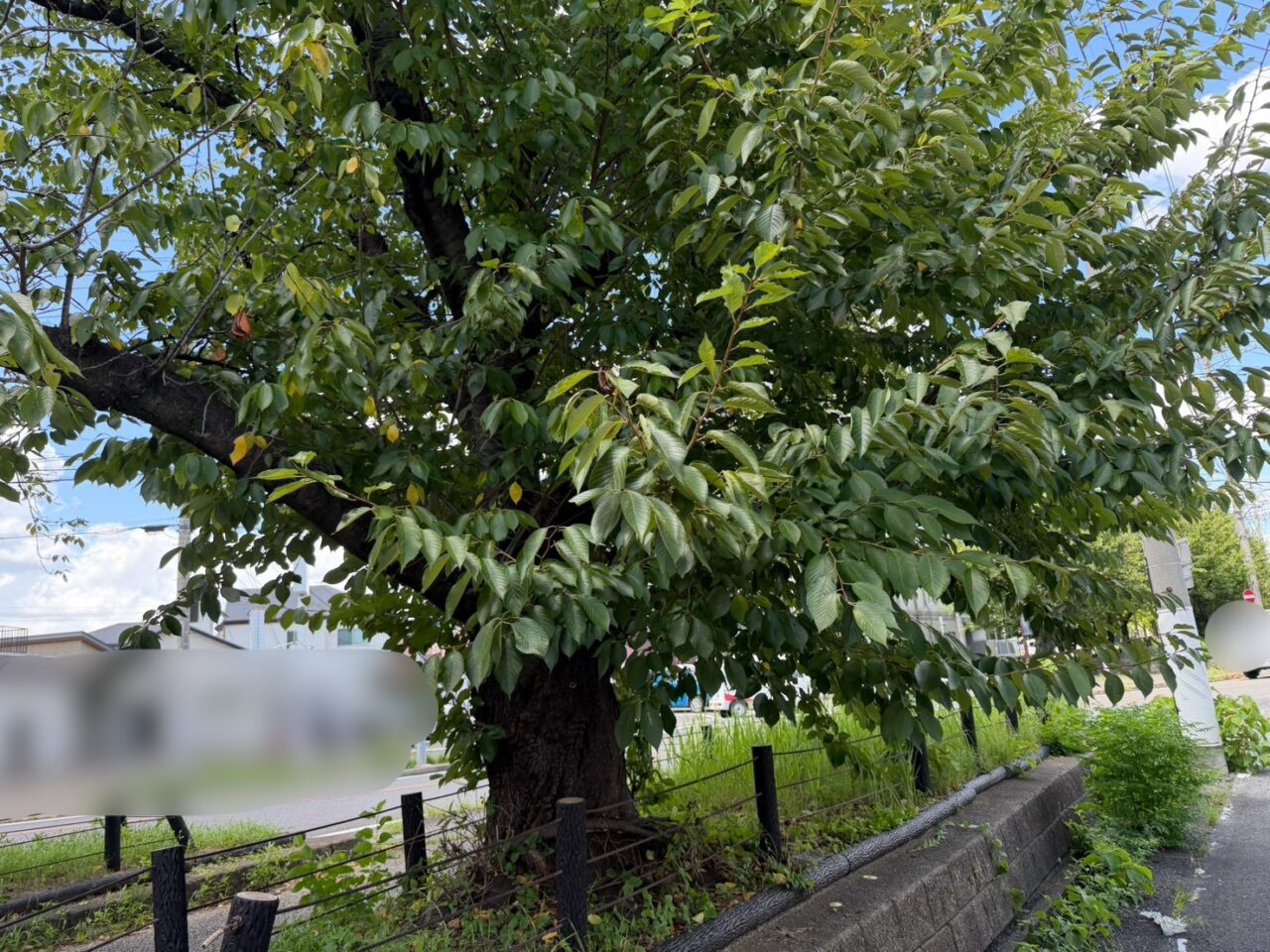 水道道8月ー4