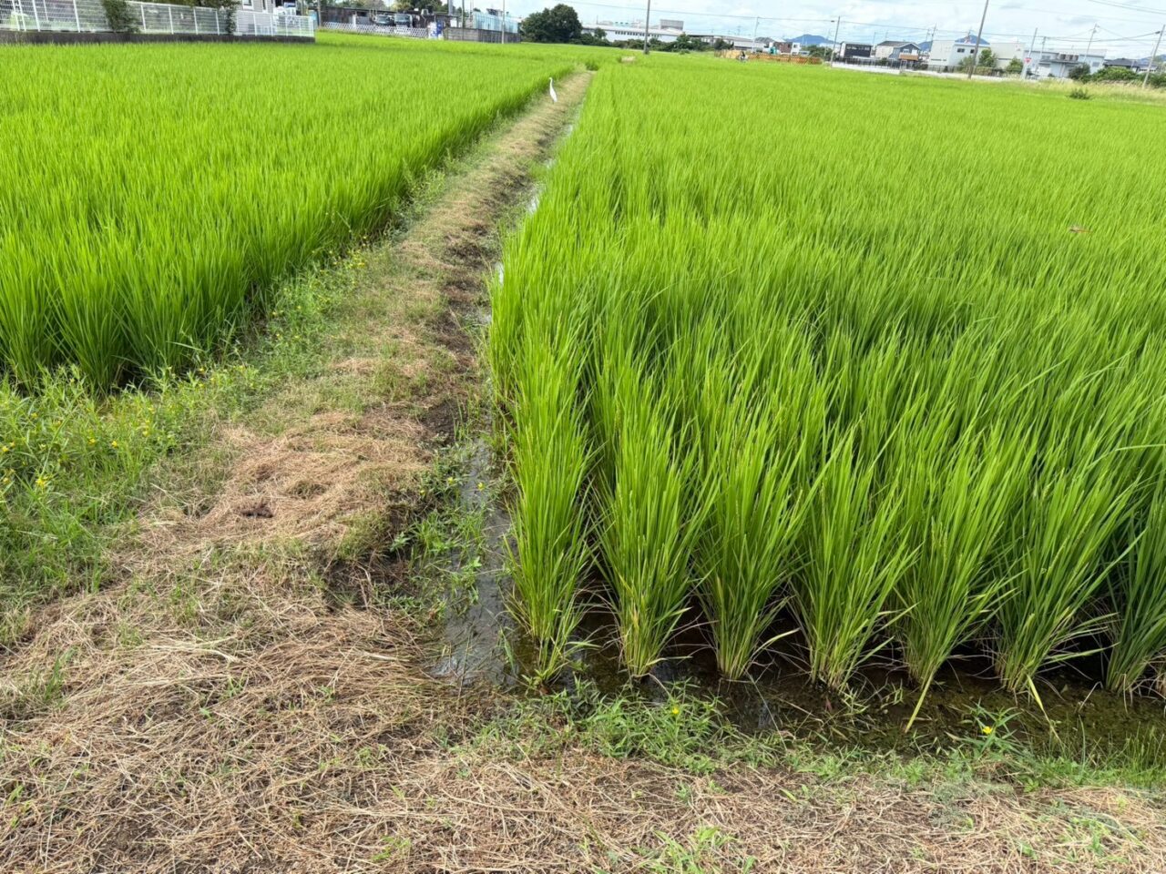 田園ー1