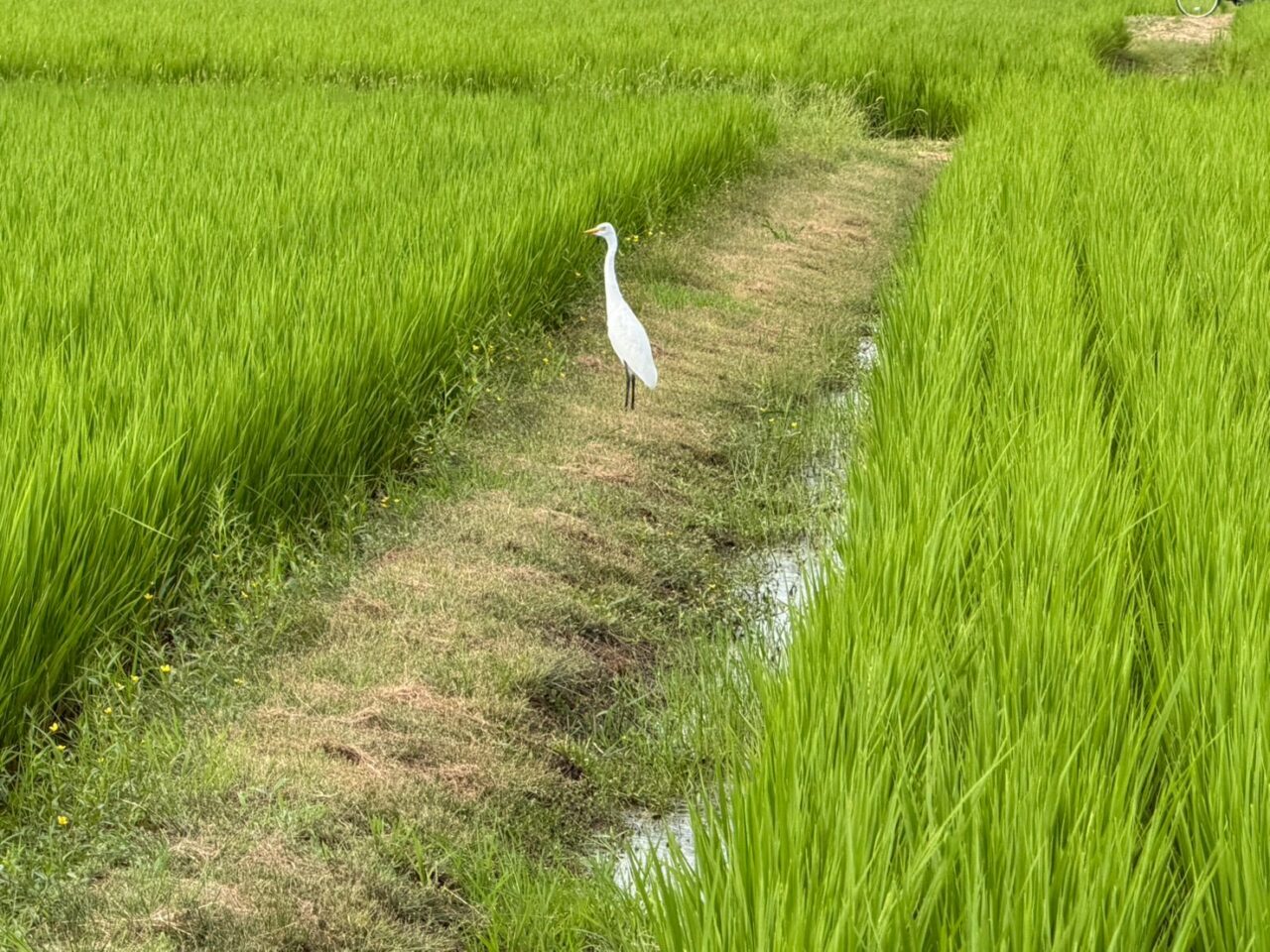 田園ー2