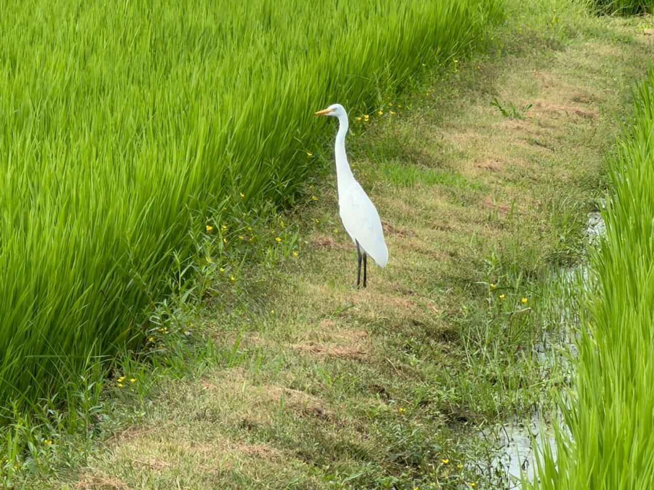 田園ー３