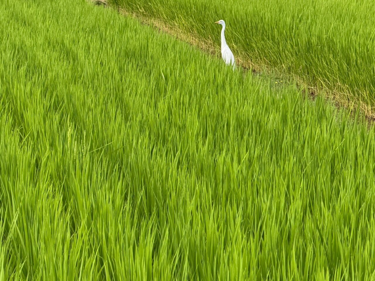 田園ー4