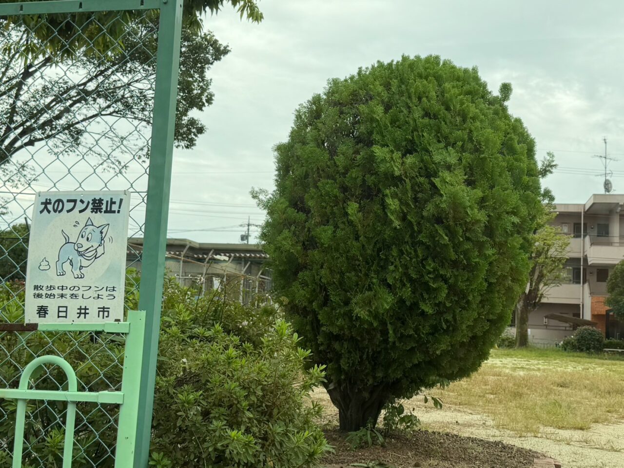 中原公園-3